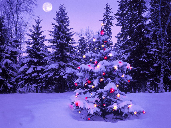 Trung bình có khoảng 36 triệu cây thông Noel được bán ra mỗi năm và phải mất từ 7 đến 10 năm, những cây này mới được tái sinh lại.