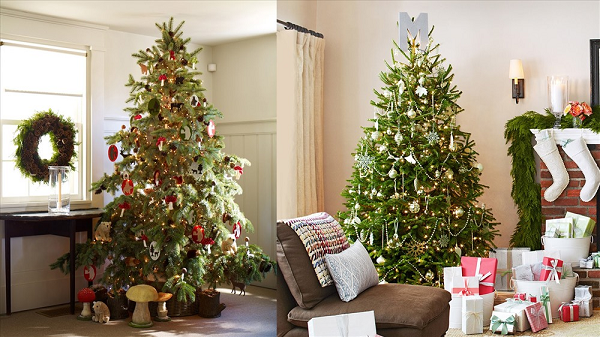Cây thông Noel có thể cao 130m. Hầu hết các cây thông được mang về trang trí Noel chỉ tầm 10 tuổi. Nếu có thời gian và điều kiện nuôi dưỡng thích hợp, cây thông có thể cao như những cây cổ thụ khác.