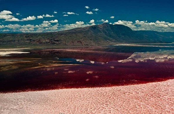 Khi đến gần bờ hồ Natron ở Tanzania, du khách sẽ thấy một cảnh tượng rùng rợn tưởng chỉ có thể xuất hiện trong phim kinh dị.