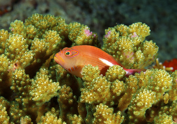 Cá hawkfish sống thành đàn nhưng chỉ có duy nhất một con cá đực đồng thời cũng là con cá lớn nhất trong đàn.