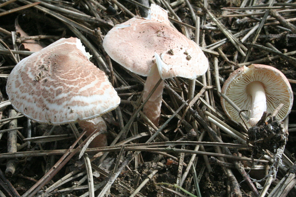Nấm Deadly Dapperling, thuộc họ Lepiota, thường mọc trong các khu rừng thông ở châu Âu và Bắc Mỹ. Loại nấm này chứa amatoxin, độc tố gây ra 80-90% ca tử vong do ngộ độc nấm.
