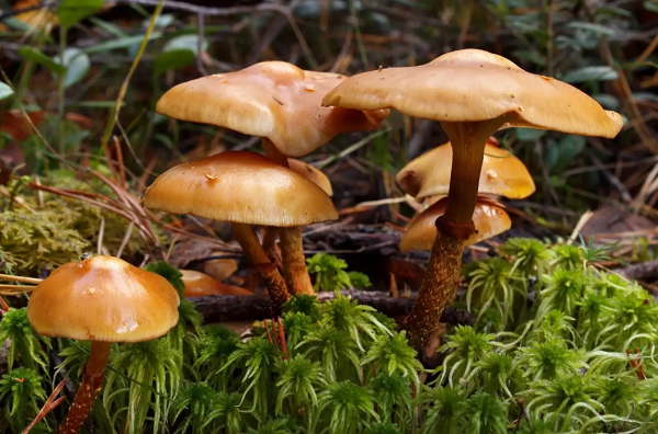 Nấm Webcap, tên khoa học Cortinarius rubellus, là loại nấm vô cùng độc, chỉ cần ăn một lượng nhỏ cũng đủ gây chết người. Nếu may mắn thoát chết, người trúng độc phải chạy thận suốt đời hoặc ghép thận. Trong nấm Webcap chứa orellanine, độc tố rất mạnh đến nay chưa có thuốc giải độc hiệu quả.