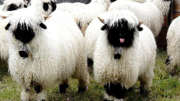 Cừu mũi đen có nguồn gốc từ vùng Valais, Thụy Sĩ. Loài cừu này thường được chăn thả dọc theo các sườn núi cao dọc theo dãy Pennine, nằm giữa biên giới hai nước Thụy Sĩ và Italy. Tại nước Đức, loài này còn được gọi là cừu mũi đen Walliser.
