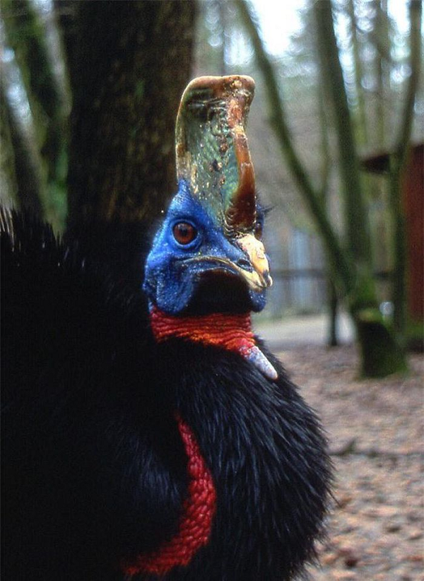 Cassowary - loài đà điểu đầu mào đứng thứ 3 trong danh sách những loài chim lớn nhất thế giới (xét về cân nặng thì đứng thứ 2, sau đà điểu). Đây là loài chim bản địa của Úc, sống trong các khu rừng thuộc vùng Đông Bắc của châu lục này.