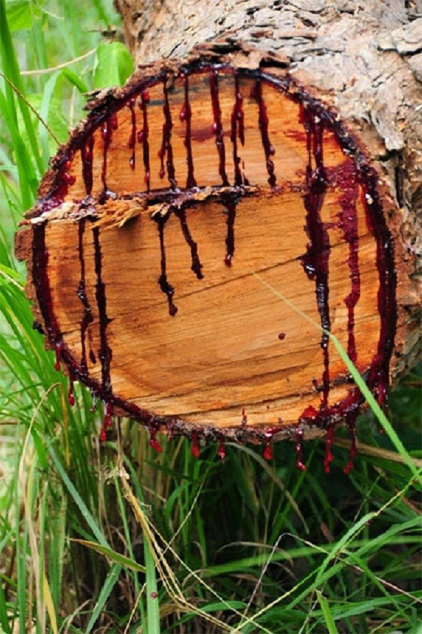 Pterocarpus angolensis mang trong mình một loại nhựa có màu đặc biệt. Khi cắt ngang thân hay một cành cây, ta sẽ dễ dàng thấy loại nhựa màu đỏ hơi sánh, sau khi khô chuyển thành đỏ thẫm rất giống màu máu. Loại nhựa này có tác dụng như chất keo dính gắn liền và chữa lành các vết thương của cây.