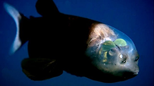 Cá mắt thùng (tên khoa học là Macropinna Microstoma) là loài cá kỳ lạ có đôi mắt hình ống, nằm ở bên trong đầu và được bảo vệ bởi một tấm chắn trong suốt chứa đầy dịch lỏng.