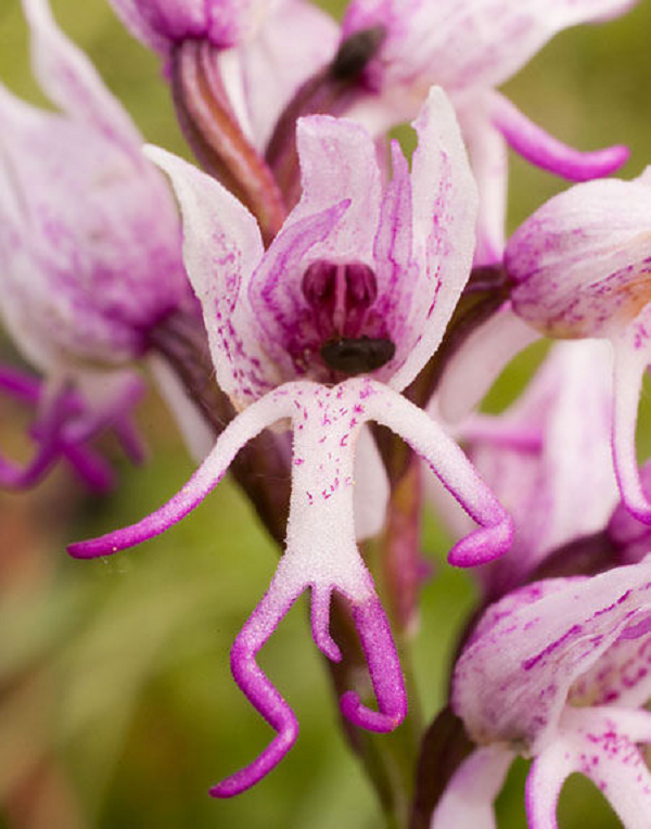 Loài hoa có nguồn gốc từ Địa Trung Hải này có tên gọi rất đỗi ‘ngại ngùng’ là ‘Naked man orchid’. Những bông hoa khiến người ta liên tưởng đến những người đàn ông khỏa thân với khuôn mặt tươi cười. Loài hoa này sống ở độ cao 1300 m và có thể đạt tới chiều dài hơn 50 cm.
