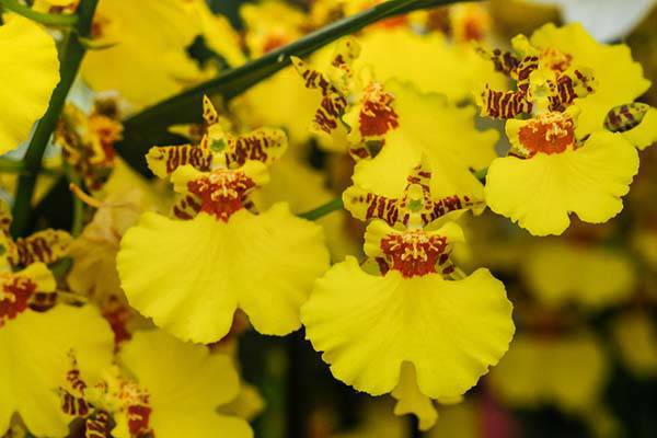 Hoa lan vũ nữ được đặt tên như vậy cũng bởi hình dáng rất đặc trưng của chúng. Phần trên nhỏ và môi lớn của hoa giống như một người phụ nữ đang nhảy múa. Giống hoa tuyệt đẹp này phát triển ở các vùng nhiệt đới và cận nhiệt đới của Nam Mỹ, Trung Mỹ và Mexico.