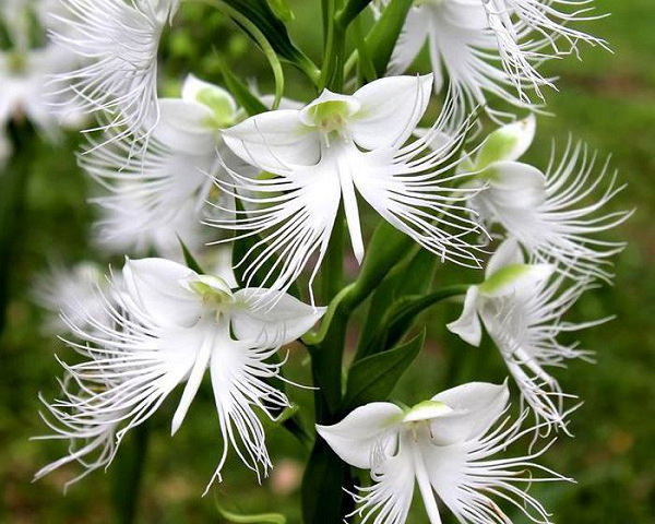 Hoa lan cò trắng hay còn được gọi với cái tên khoa học Pecteilis radiata là một loài thực vật có hoa mang vẻ đẹp nổi bật ‘không lẫn vào đâu được’ có nguồn gốc từ châu Á. Nó còn được gọi là phong lan có tua và Sagiso.