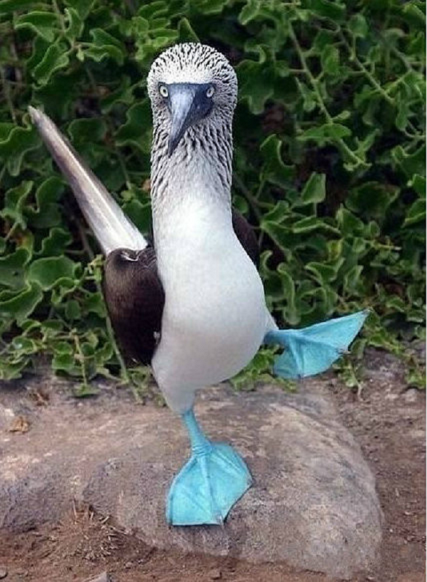 Chim booby chân xanh là một loài chim lớn sinh sống ở ven bờ biển phía Đông Thái Bình Dương. Chúng thường làm tổ ở các đảo nhỏ có nhiều đá ven bờ thuộc quần đảo Galapagos.