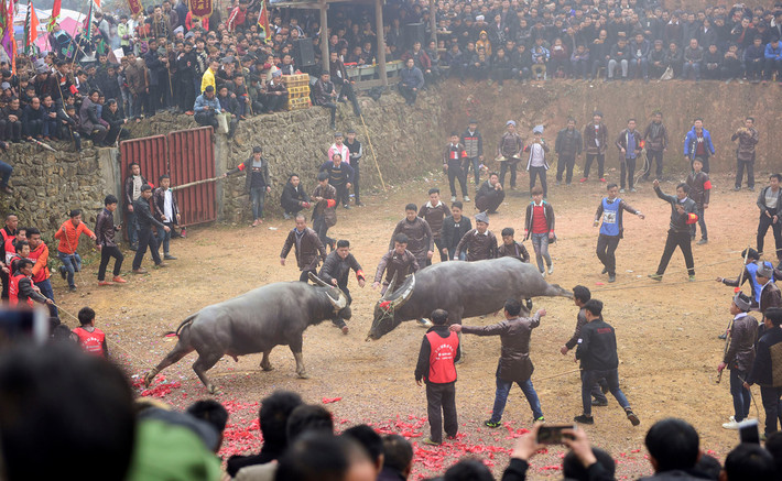 Ngày 24/2/2018, dân làng xem chọi trâu. Đây là một trong những hoạt động trong dịp Tết của người dân tộc Miêu sinh sống ở tỉnh Quý Châu, tây nam Trung Quốc.