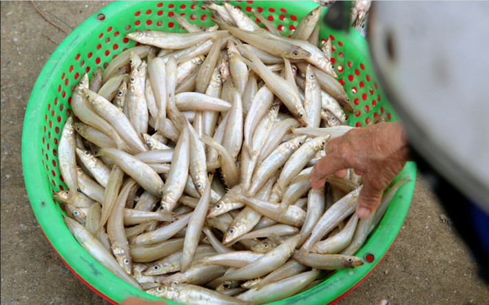 Cá đục loài cá nhỏ sống ở vùng biển ven bờ, thân hình thon dài, thịt trắng ngần và ngọt thanh chính là nguyên liệu chính để làm nên món gỏi nức tiếng này. Không cần chế biến cầu kỳ, nhưng đòi hỏi sự khéo léo và tỉ mỉ trong từng công đoạn. Ảnh VinWonder