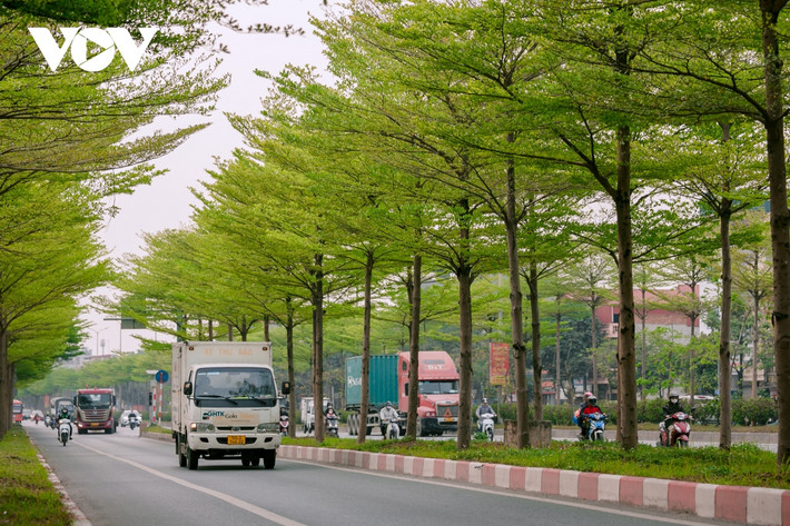Từ cuối tháng hai, những hàng cây bàng lá nhỏ tại nút giao Quốc lộ 5 với lối lên cao tốc Hà Nội - Bắc Giang bắt đầu đâm chồi, lá xanh mơn mởn.
