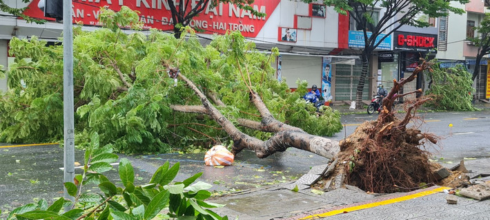 Cây xanh ngã đổ ngang đường.