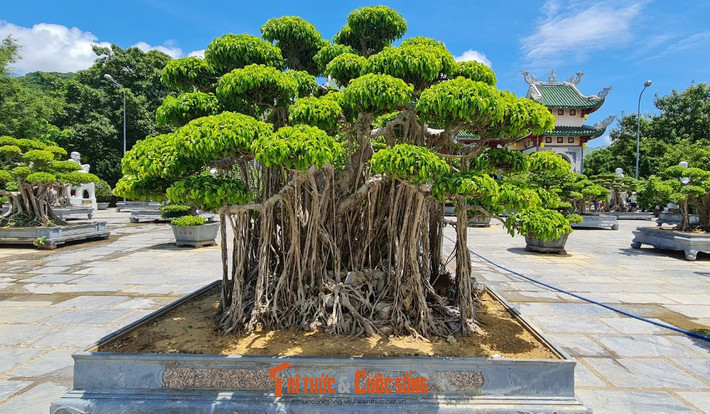 Khuôn viên chùa có vô vàn những cây cổ thụ, cây bonsai 'vô giá'.