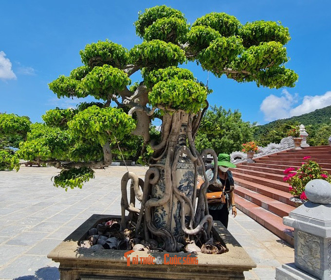 Một gốc sanh độc đáo.