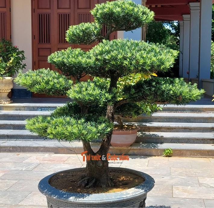 Những chậu tùng hiên ngang.