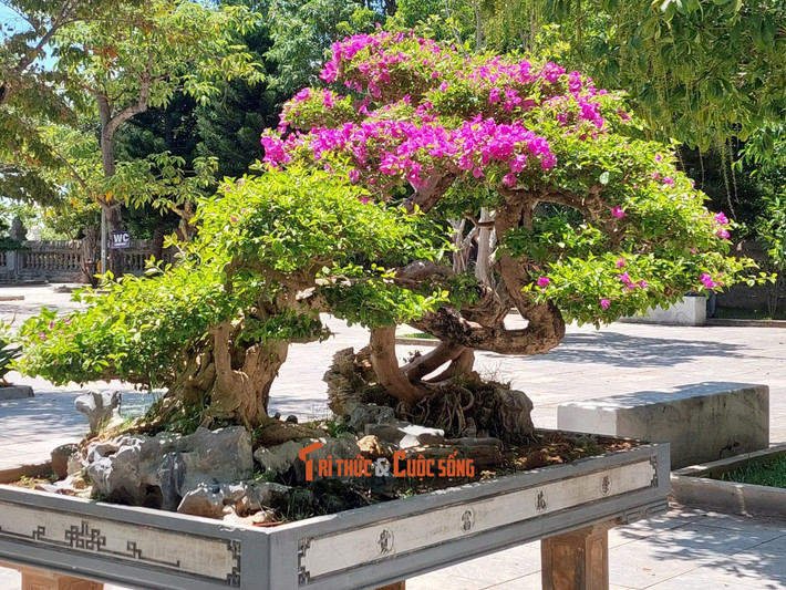 Và cả những chậu hoa giấy rực rỡ.
