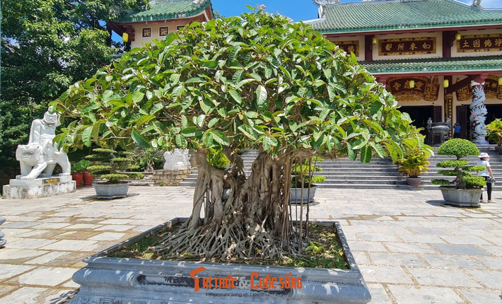 Nhiều cây có bộ rễ rất đẹp.