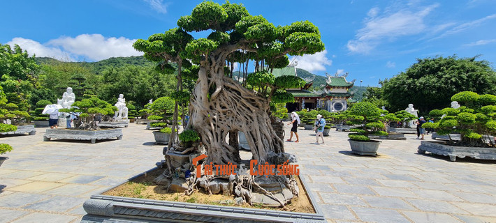 Nhiều gốc sanh được tạo dáng đặc biệt.