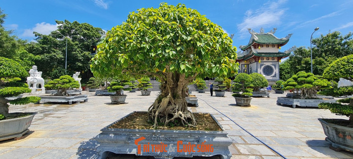 Dù nhìn ở góc nào thì bạn cũng phải xuýt xoa trước vẻ quyến rũ của các loại cây .