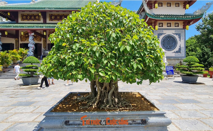 Một gốc bồ đề.