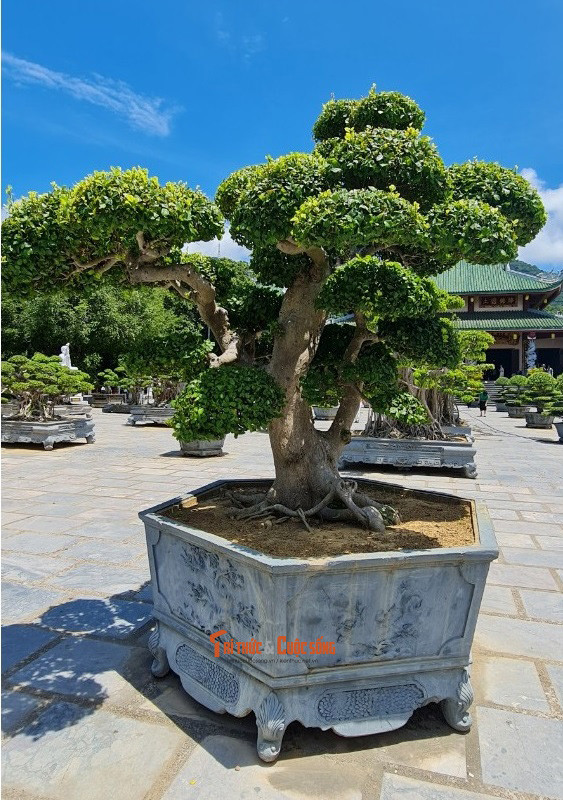 Nhiều gốc bon sai độc đáo.