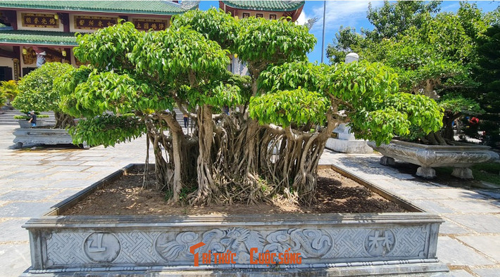 Đây là khu vực thu hút rất đông du khách đến check in mỗi ngày.