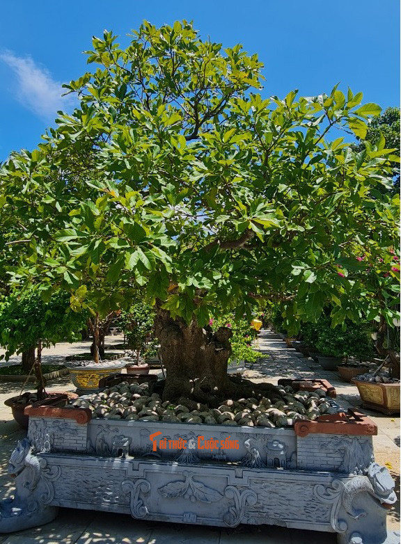 Gốc lộc vừng xanh tốt.