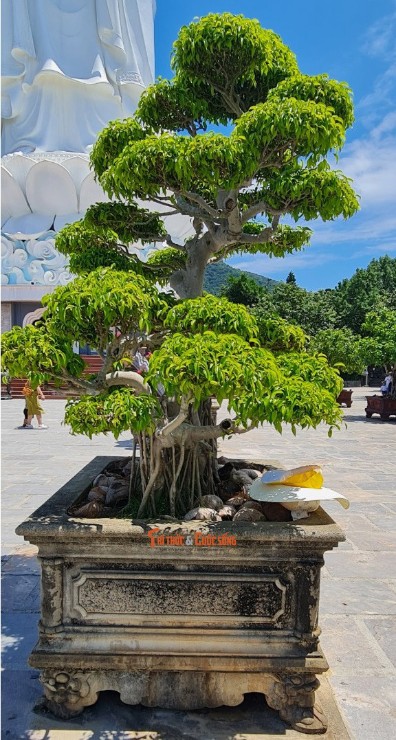 Sanh ở khắp mọi nơi.