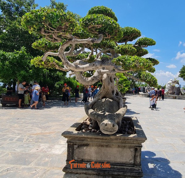 Những cây bonsai khiến ai cũng phải trầm trồ.