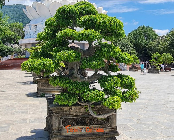 Khu vực trước tượng Phật cũng rất nhiều cây quý.