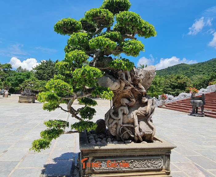 Với nhiều dáng độc, lạ.