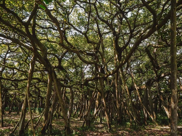 Đồng giám đốc M.U. Sharief cho biết họ để phân bón vào ống tre rồi đặt rễ khí vào trong. Ống tre sẽ đỡ thân cây và nuôi rễ khí cho đến khi các rễ này đủ lớn để đâm sâu vào đất. "Sau đó chúng tôi bỏ ống tre đi", ông kể.
