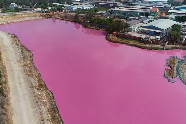 Nước màu hồng do tảo lục Dunaliella salina không sinh ra độc tố, không gây ảnh hưởng cho sinh vật và con người, ngược lại loài tảo này là loài có ích được các loài thủy sinh vật sử dụng như là một nguồn thức ăn.