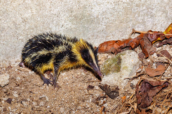 Tuy nhiên, loài Hemicentetes semispinosus có sự khác biệt so với nhím và chuột là chúng có thể va những chiếc lông ở vùng lưng vào nhau để tạo ra tiếng lạch cạch.