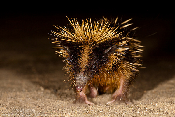 Mặc dù sở hữu những chiếc gai nhọn phủ khắp mình, nhưng Hemicentetes semispinosus là loài quần cư khi mỗi gia đình có khoảng 20 cá thể chung sống với nhau.