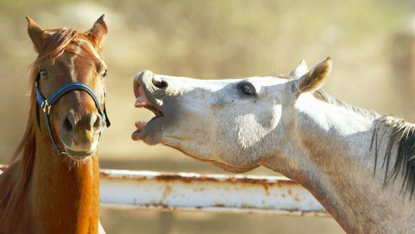 Không tính loài người, ngựa là loài vật có khuôn mặt giàu biểu cảm nhất hành tinh này. Theo một nghiên cứu được công bố trên tạp chí PLOS One, ngựa có tới 17 biểu cảm trên khuôn mặt, nhiều hơn những loài được cho là gần gũi nhất với con người như tinh tinh, đười ươi, khỉ đuôi vàng và cả chó.