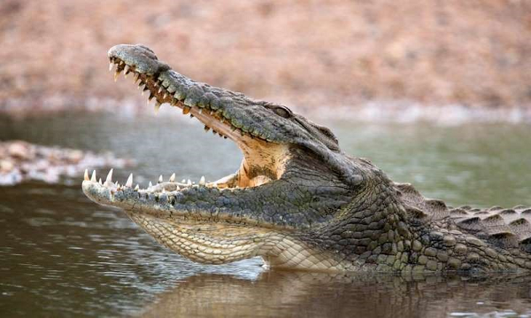 Là loài bò sát nên cá sấu sinh sản bằng cách đẻ trứng. Trứng cá sấu cần được chôn ở nơi đất khô để đảm bảo nhiệt độ cho việc sinh trưởng. Vì vậy, cá sấu buộc phải rời mặt nước lên bờ đào hang đẻ trứng. Đặc biệt, các hang này không nằm gần mép nước để đảm bảo an toàn cho những cá sấu con.