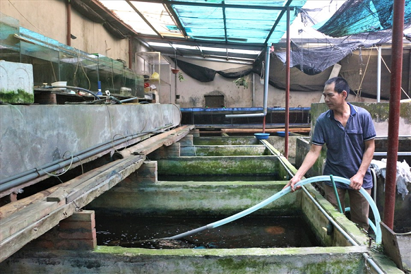 Bạn bè quốc tế cũng tỏ ra vô cùng thích thú khi biết đến trang trại cá nhỏ này. Hãng thông tấn AFP (Pháp) đã thực hiện phóng sự về phương pháp nuôi cá chọi thân thiện với môi trường của ông Thắng.