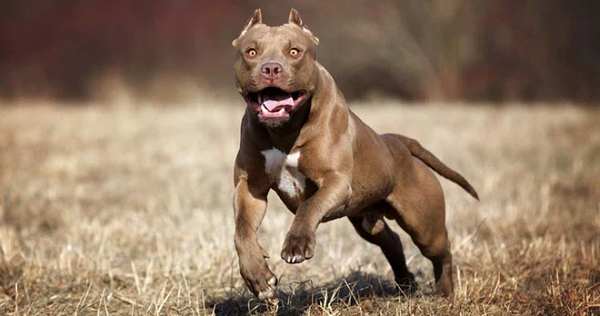 Chó American Pit Bull Terrier thông minh hơn đáng kể so với các giống chó pit bull khác. Chúng có một thể chất tốt và nhiệt tình nhưng nếu không được xã hội hóa đúng cách, chúng trở thành loài chó rất nguy hiểm và đáng sợ.