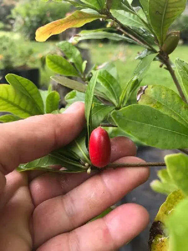 Việt Nam cũng có loại quả này. Các tài liệu cho thấy loại cây thần kỳ đã du nhập vào Việt Nam từ năm 2010 và có mặt ở hầu hết các địa phương.