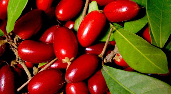Đây là loài cây có sức sinh trưởng tốt, có thể cao đến 6m và cực kỳ dễ phát triển tại nhiều vùng khác nhau. Cây có thể chịu được hạn hán, ánh nắng mặt trời và địa hình dốc.
