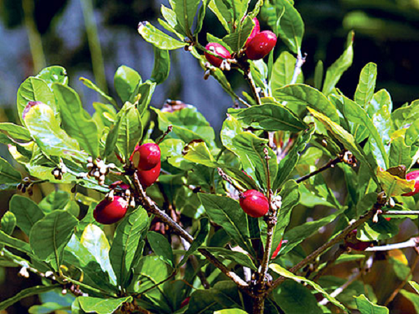 Cây thần kỳ có danh pháp khoa học Synsepalum dulcificum, được tìm thấy lần đầu tiên ở Tây Phi nhiệt đới vào năm 1725. Sở dĩ nó có tên như vậy bởi tác dụng diệu kỳ của nó.