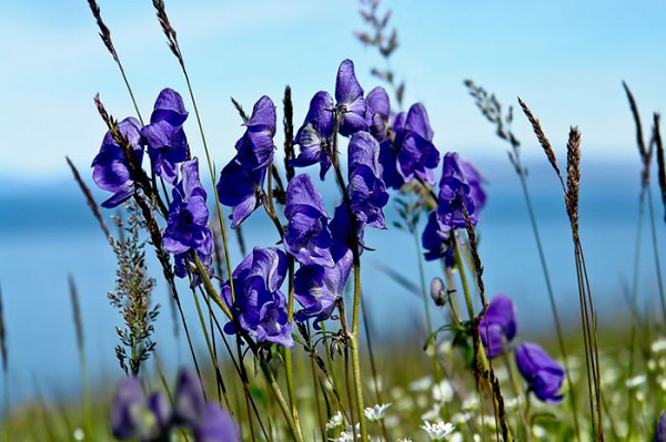 Cây phụ tử (Aconitum napellus) còn gọi là cây xuất gia chứa độc tố aconitine gây nguy hiểm cho những ai ăn phải thậm chí là chạm vào nó. Người bị ngộ độc thường có triệu trứng tiết nhiều nước bọt, nôn mửa, tiêu chảy, cảm giác ngứa ran trong da, huyết áp và tim bất thường, hôn mê và đôi khi tử vong.