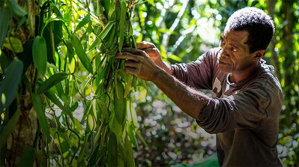 Không chỉ thế cả công đoạn thu hoạch và phân loại cũng tốn rất nhiều công sức, thời gian và cả nhân công. Công việc này đòi hỏi người thợ phải có kinh nghiệm và tỉ mỉ để không gây hư hại cho hoa.