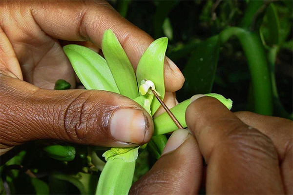 Những người thợ sẽ dùng một cây tăm chuyên dụng hoặc một vật nhỏ đã được khử trùng và tiến hành quá trình thụ phấn. Họ sử dụng búp tre, tăm hay một loại vật nhọn tương tự để xuyên thủng lớp màng mỏng bịt cơ quan sinh dục cái của hoa, rồi mới có thể tiến hành cho giao tử đực tiếp hợp với giao tử cái.