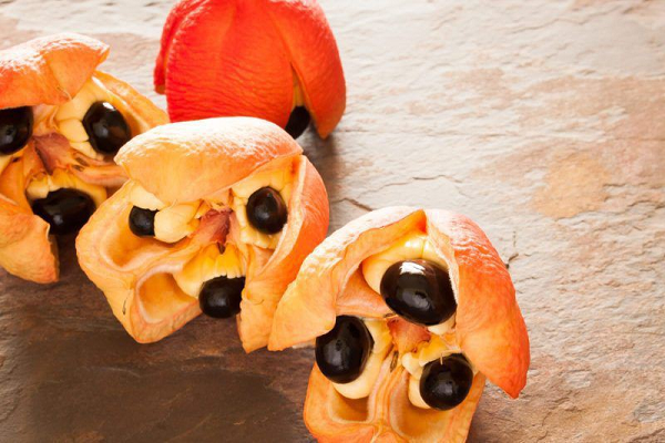 Khi trái cây bắt đầu chín dần, nó chuyển từ màu xanh sang màu đỏ rồi cam và tạo ra ba hạt lớn được bao phủ bởi một lớp thịt trắng mềm, có hình dạng tương tự như trứng.