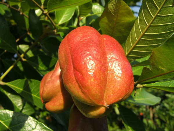 Nhưng bất chấp tất cả những điều này, người Jamaica thích thịt chín vàng của trái Ackee, và đó là một thành phần trong món ăn quốc hồn, quốc túy của họ.
