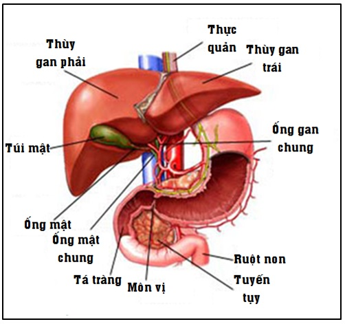 Gan của người hiến được xử lý bằng nhiều loại hóa chất gồm cả chất tẩy và enzyme để loại bỏ các tế bào khỏi mô. Sau đó để lại ma trận ngoại bào của gan với đầy đủ cấu trúc, hình dáng. Cuối cùng, tế bào từ chính bệnh nhân sẽ được cấy vào ma trận ngoại bào để hình thành lá gan mới.